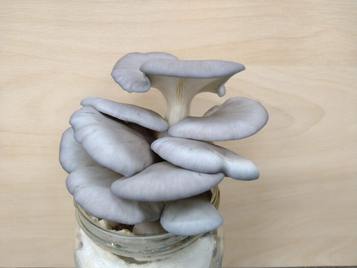 Austerserviku (Pleurotus ostreatus) teramütseel 1 kg