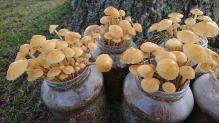 Mükoloogia ja seenekasvatus