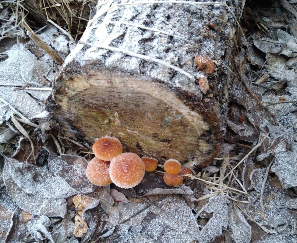 tõeline talveseen – puidu-sametkõrges - enokitake