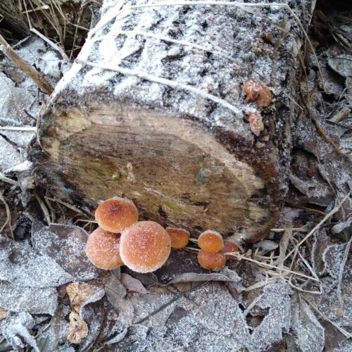 tõeline talveseen – puidu-sametkõrges - enokitake