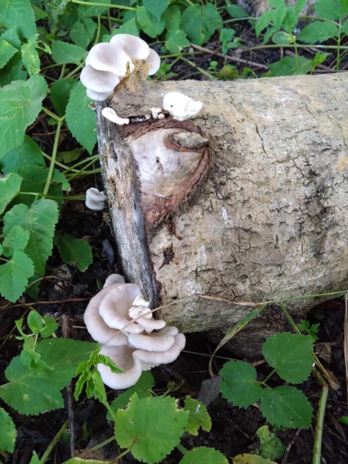 Kopsserviku (Pleurotus pulmonarius) seenepakk M 16-19x38 cm