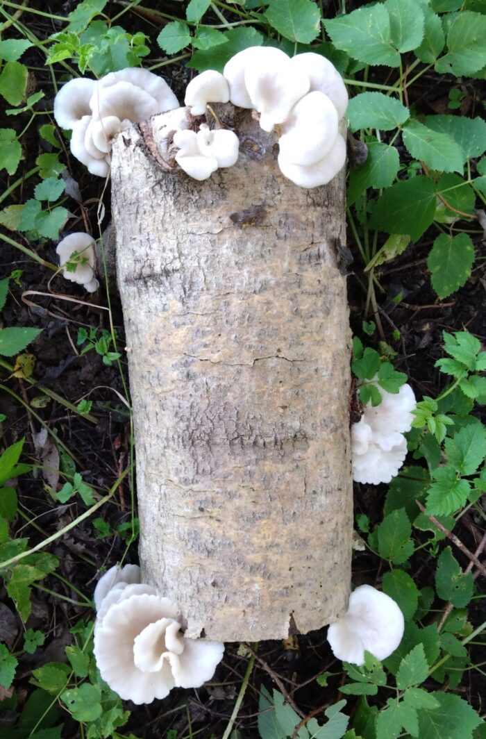 Kopsserviku (Pleurotus pulmonarius) teramütseel 1 kg seenepakkude jaoks