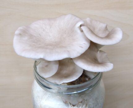 Kopsserviku (Pleurotus pulmonarius) teramütseel 1 kg