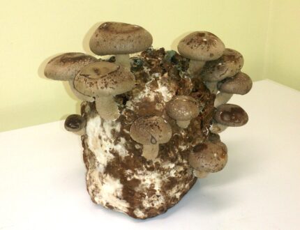 Kodune seenekasvatus kohvipaksu peal